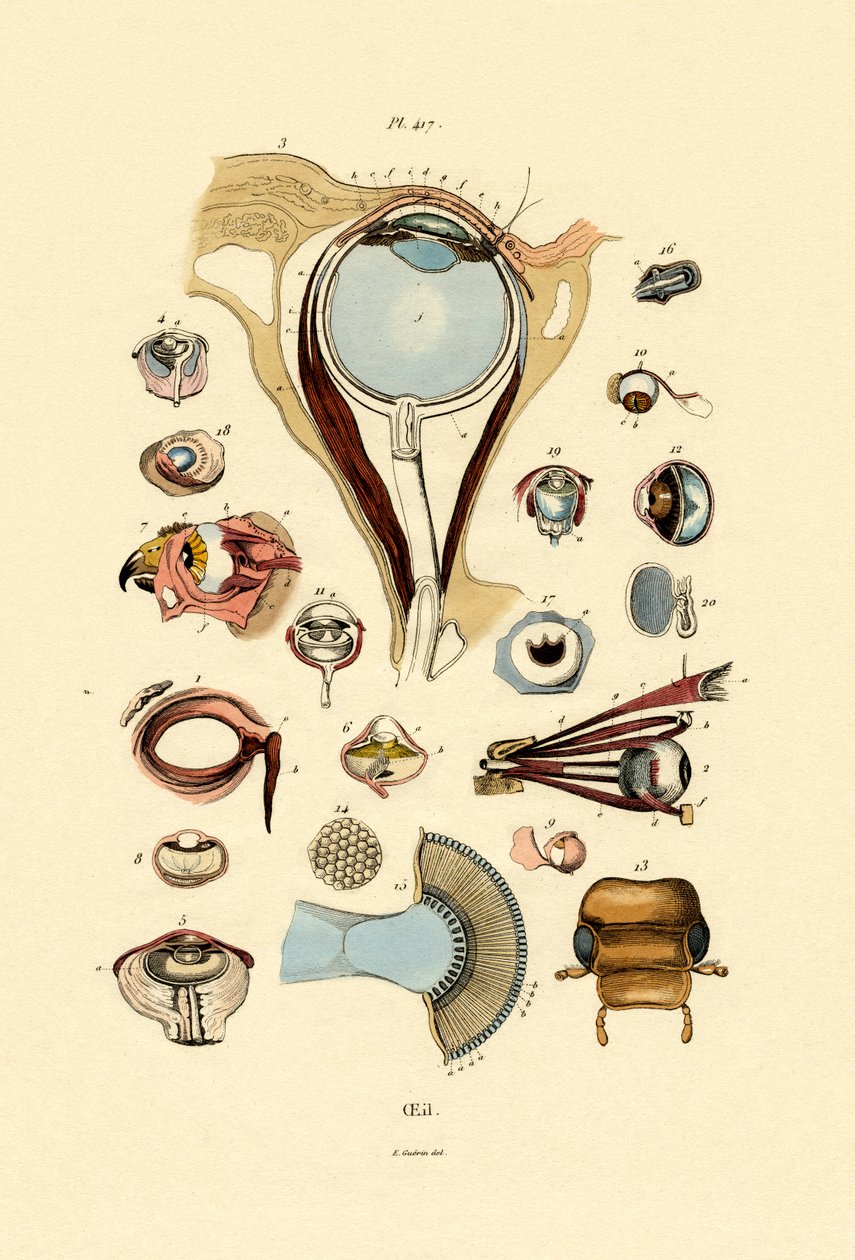 Ögon, 1833-39 av French School