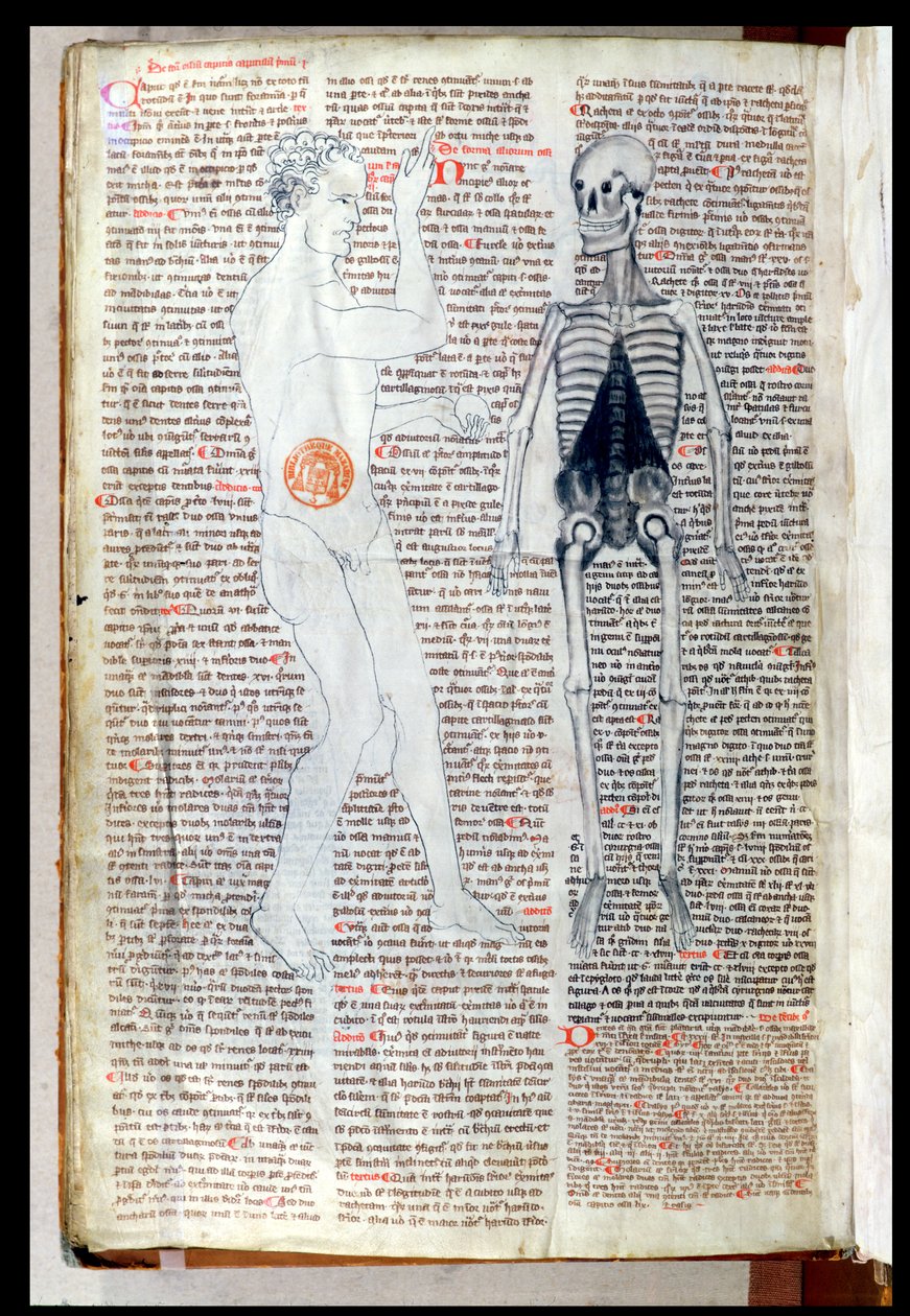 F.116v En man och ett skelett, från en medicinsk avhandling av Abul Qasim Khalaf ibn al-Abbas al-Zahrawi (Abulcasis) (936-1013) översatt av Gerard de Cremone (1114-87) av French School