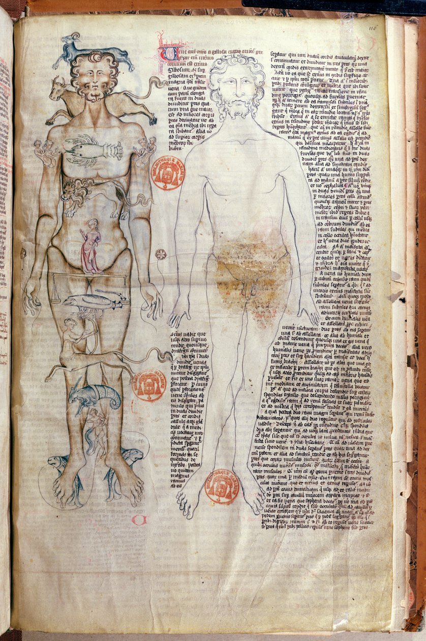 F.116v Relationen mellan människokroppen och zodiakens tecken, från en medicinsk avhandling av Abul Qasim Khalaf ibn al-Abbas al-Zahrawi (Abulcasis) (936-1013) översatt av Gerard de Cremone av French School