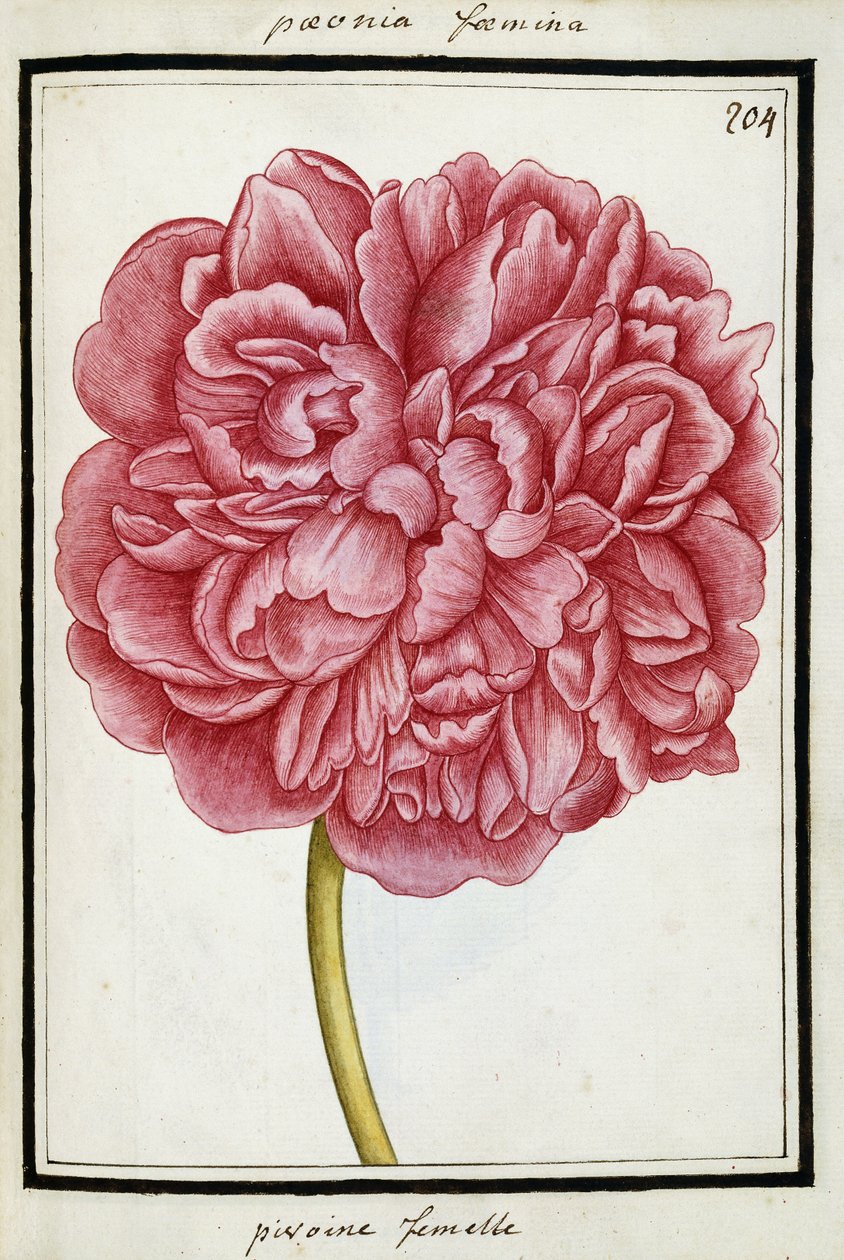 Pion hona, ca 1700 av French School