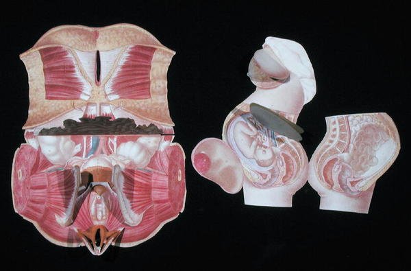 Kvinnlig anatomisk figur, från 