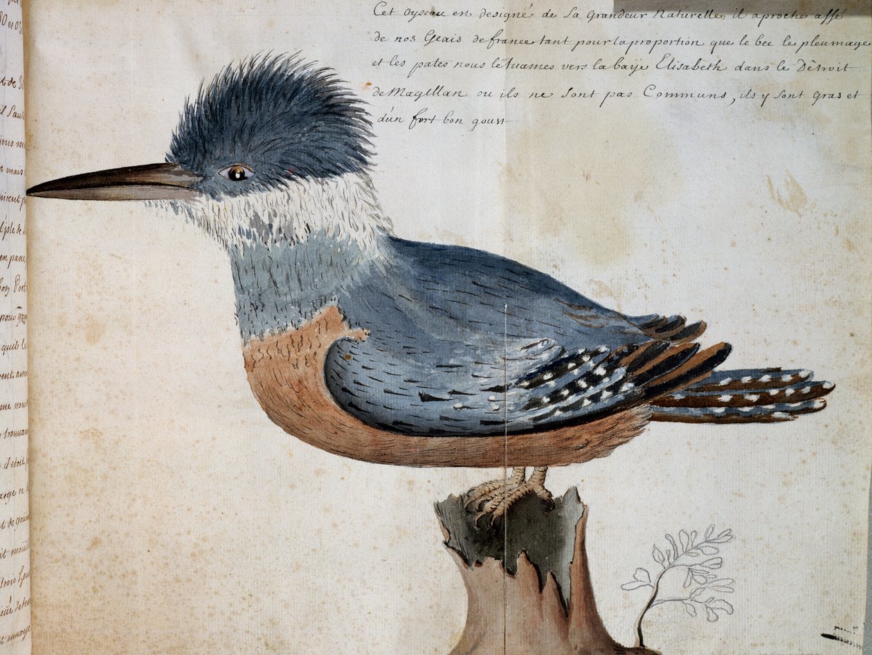 Hona av Ringed Kingfisher (Megaceryle torquata), Elizabeth Bay, Magellansundet, akvarell från Voyage of Mr De Beauchesne, kapten på Compagnie royale de la Mer du Sud, från 1698 till 1701, Frankrike av French School