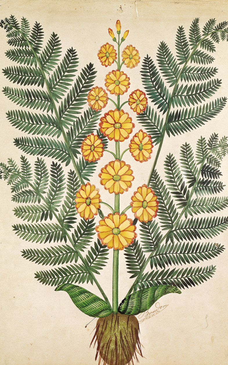 Ormbunke med gula blommor, tallrik från en fröhandlare i Oisans (gouache på papper) av French School