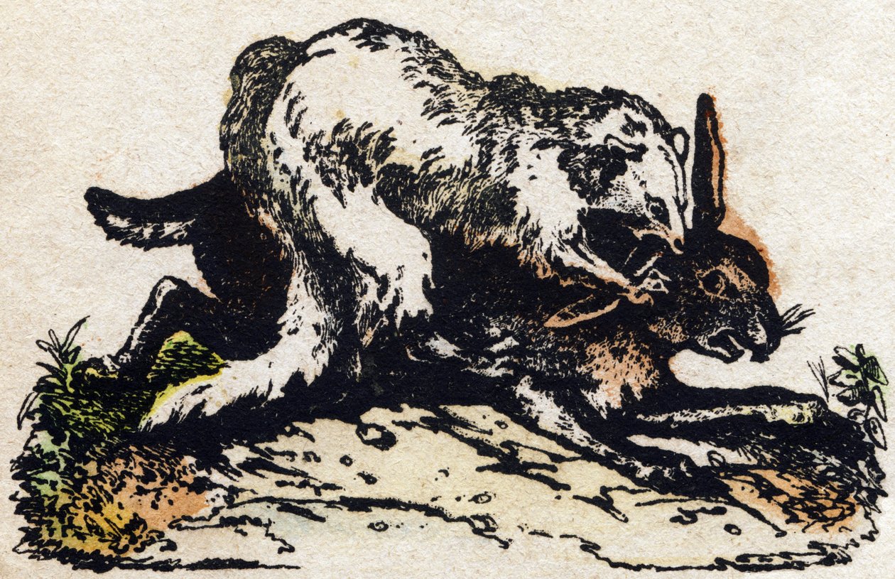 Snoka. Gravyr i "" Alphabet des animaux sauvages"". 9:e serien. Bildspråk av Epinal, Pellerin, tryckare-förlag, cirka 1870. Gravyrer på trä, stencilerade. 16 sidor. Mått: 20 x 15 cm. Privat samling av French School