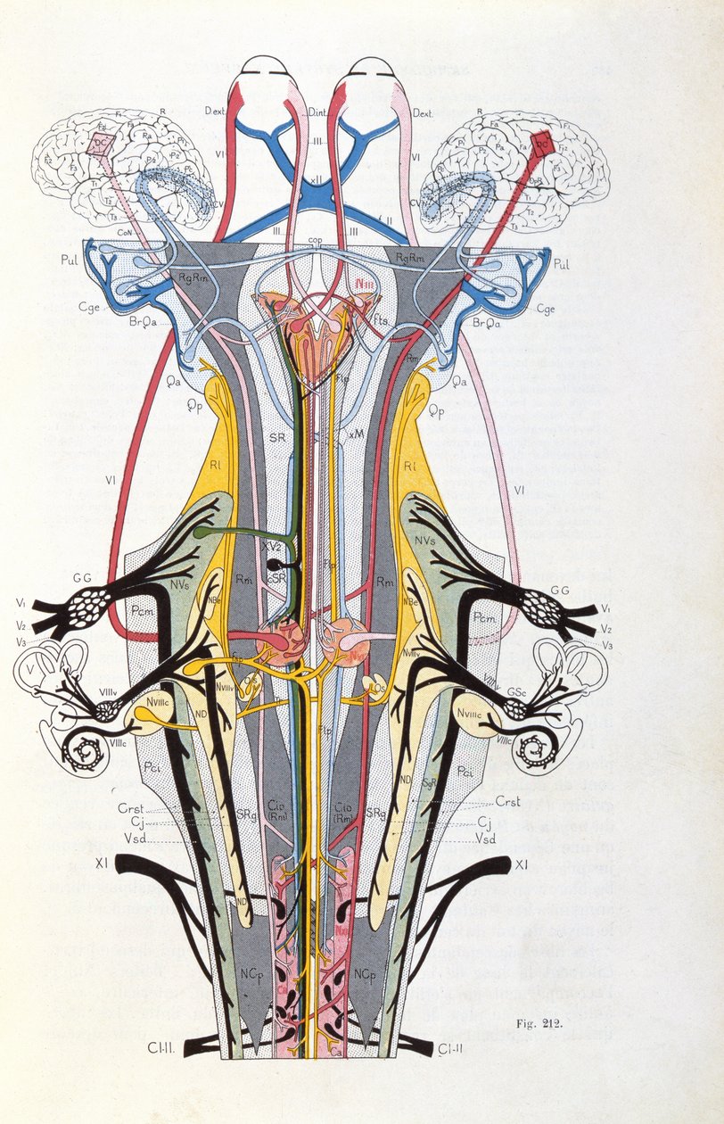 Fikon. 212 från Semiologie des Affections du Systeme Nervous av J. Dejerine, 1914 av French School