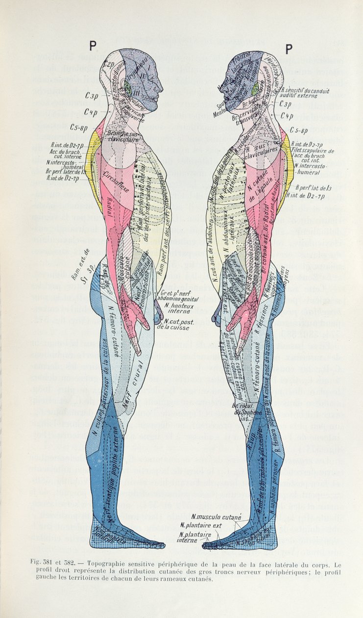 Fig. 381 & 382 Nervsystemet, från Semiologie des Affections du System Nerveux av J. Dejerine, 1914 av French School