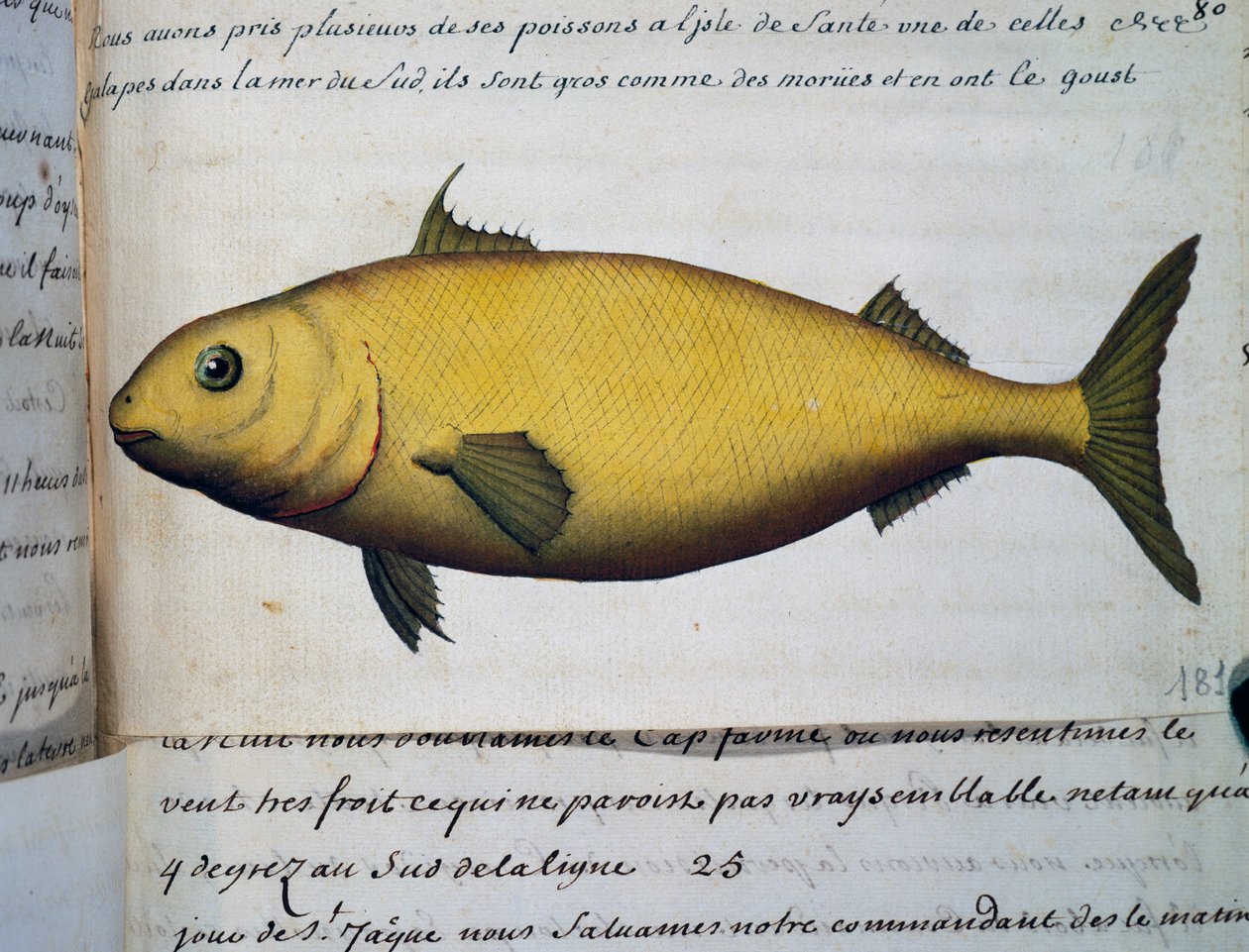 Fisk stor som torsk, Isle De La Sante, akvarell från loggbok av Jacques Gouin de Beauchesne (1652-1730), kapten på Compagnie royale de la Mer du Sud, från 1698 till 1701, Frankrike av French School