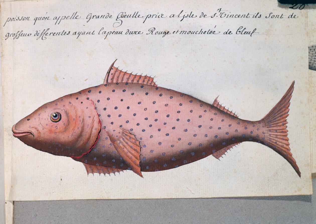 Fisk som heter Big Mouth, ön Sao Vicente, Kap Verde, akvarell från loggbok av Jacques Gouin de Beauchesne (1652-1730), kapten på Compagnie royale de la Mer du Sud, från 1698 till 1701, Frankrike av French School