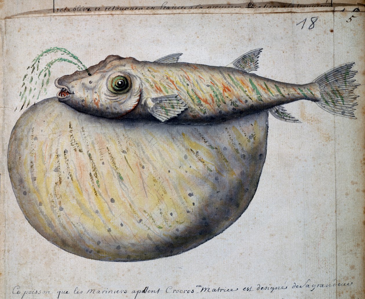 Fisk kallad Crocros, Sao Vicente-ön, Kap Verde, akvarell från Jacques Gouin de Beauchesne (1652-1730), kapten på Compagnie royale de la Mer du Sud, 1698-1701, Frankrike. av French School