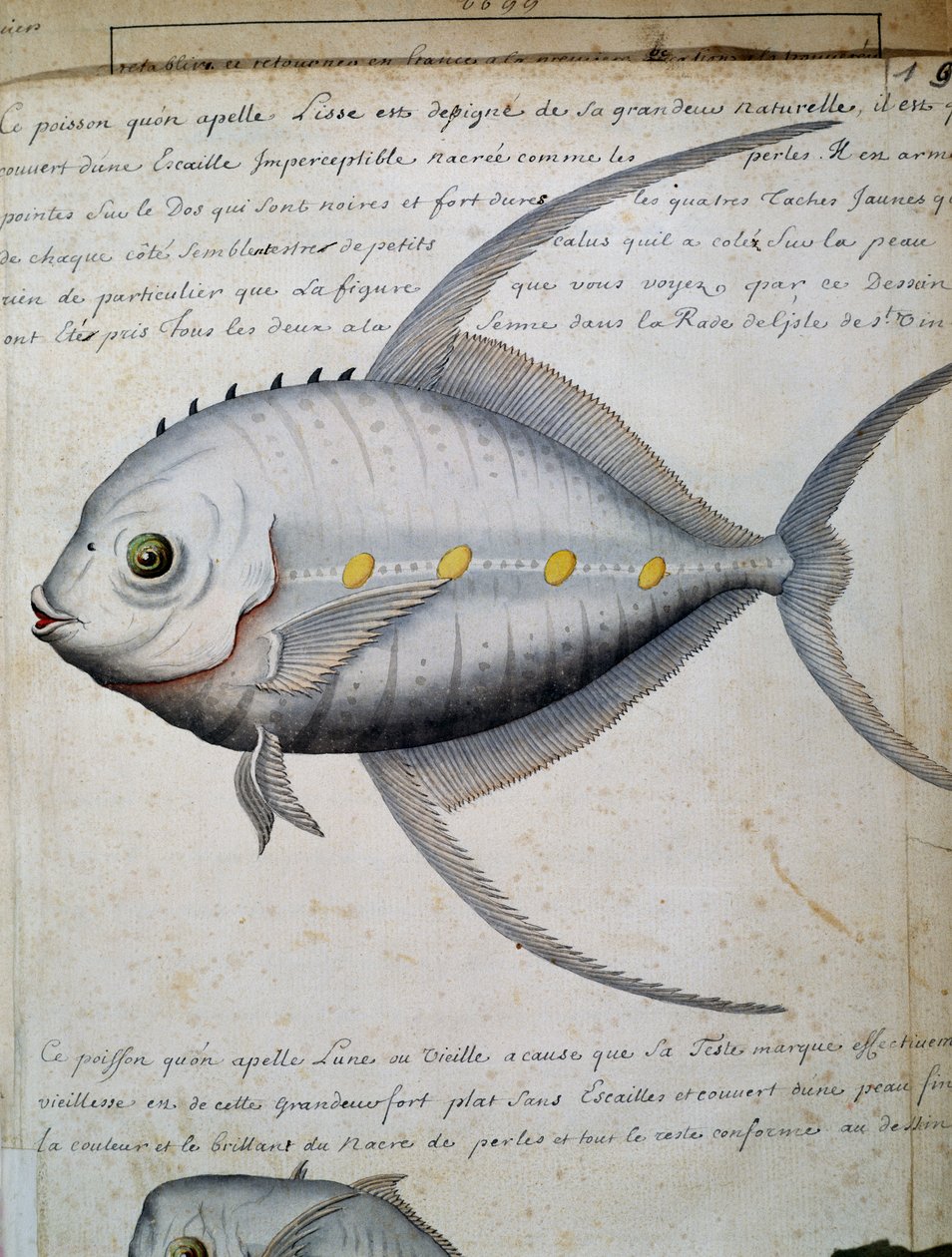 Fisk som heter Lisse, ön Sao Vicente, Kap Verde, akvarell från loggbok av Jacques Gouin de Beauchesne (1652-1730), kapten på Compagnie royale de la Mer du Sud, från 1698 till 1701, Frankrike av French School