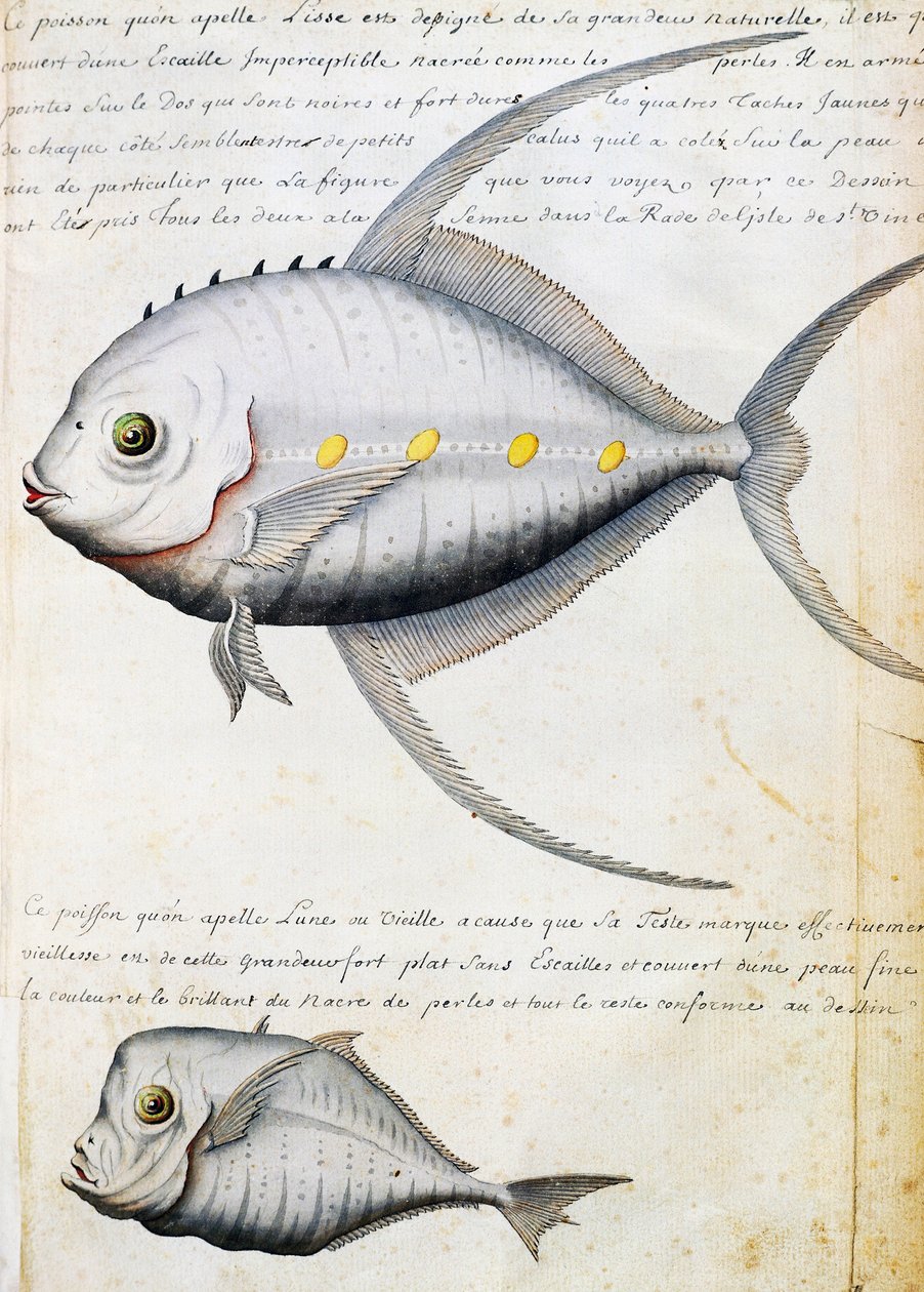 Fisk som heter Lisse och månfisk, ön Sao Vicente, Kap Verde, akvarell från loggbok av Jacques Gouin de Beauchesne (1652-1730), kapten på Compagnie royale de la Mer du Sud, från 1698 till 1701, Frankrike av French School