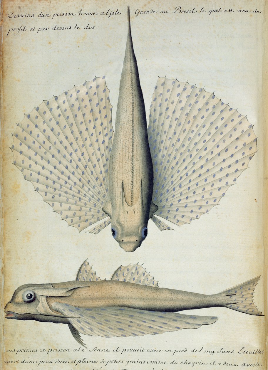 Fisk hittad i Ilha Grande, Brasilien (wc på papper) av French School