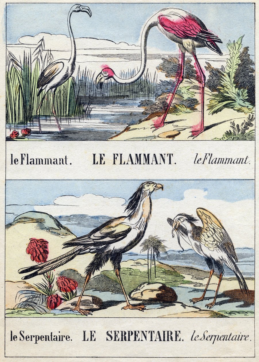 Flament och orm. Gravyr i "Buffon Alphabet des Oiseaux n 2". 3:e Serie N 2. Avbildning av Epinal, Epinal, sent 1800-tal. 16 sidor. Mått: 28x21cm av French School