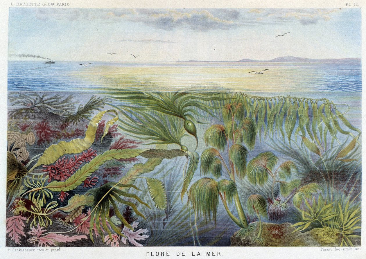 Havets flora - i "Le Monde de la Mer" av Alfred Fredol, ed. Paris, Hachette. av French School