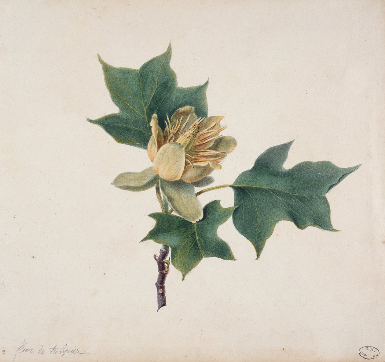 Blomma av ett tulpanträd av French School