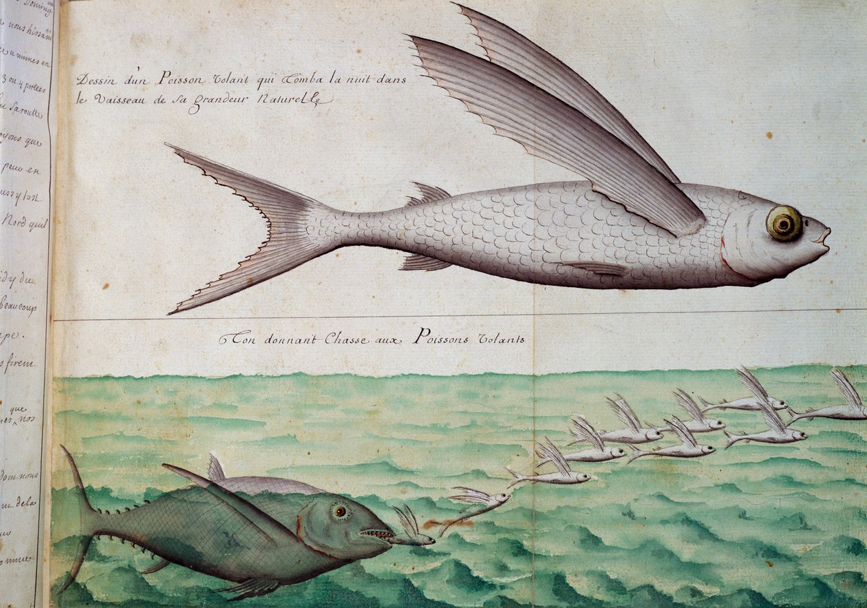 Flygfisk och tonfisk som jagar flygfisk, Kräftans vändkrets, akvarell från loggbok av Jacques Gouin de Beauchesne (1652-1730), kapten på Compagnie royale de la Mer du Sud, från 1698 till 1701, Frankrike av French School
