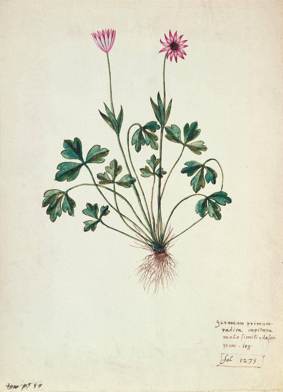 Fol.1275 Geranium (wc på papper) av French School