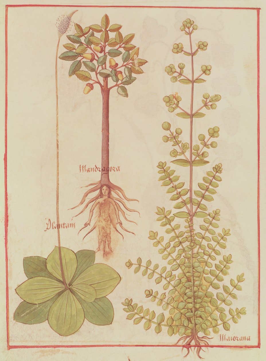 Fr 12322 f.180v Groblad, mejram och mandrake, från Livre des Simples Medecines, c.1520-30 av French School