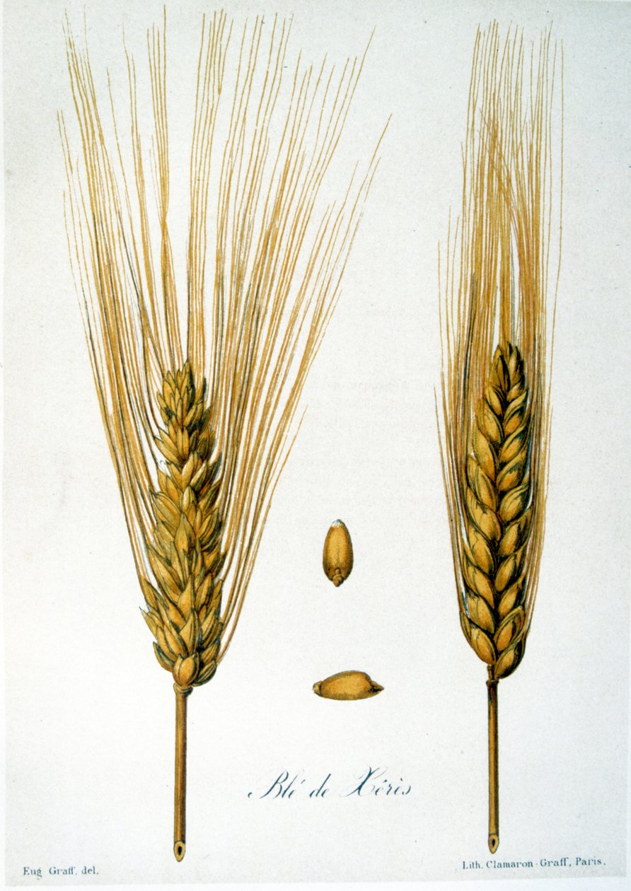 Fransk 1800-talsillustration av majsöron av French School