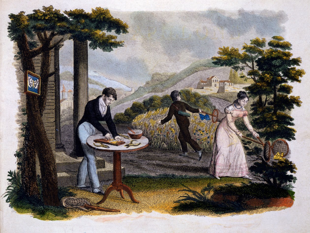 Frontispice från Les Papillons... av Eugene Balland (1796-c.1850), utgiven av P. Blanchard, Lecerf, Paris, 1823 (färgstick) av French School