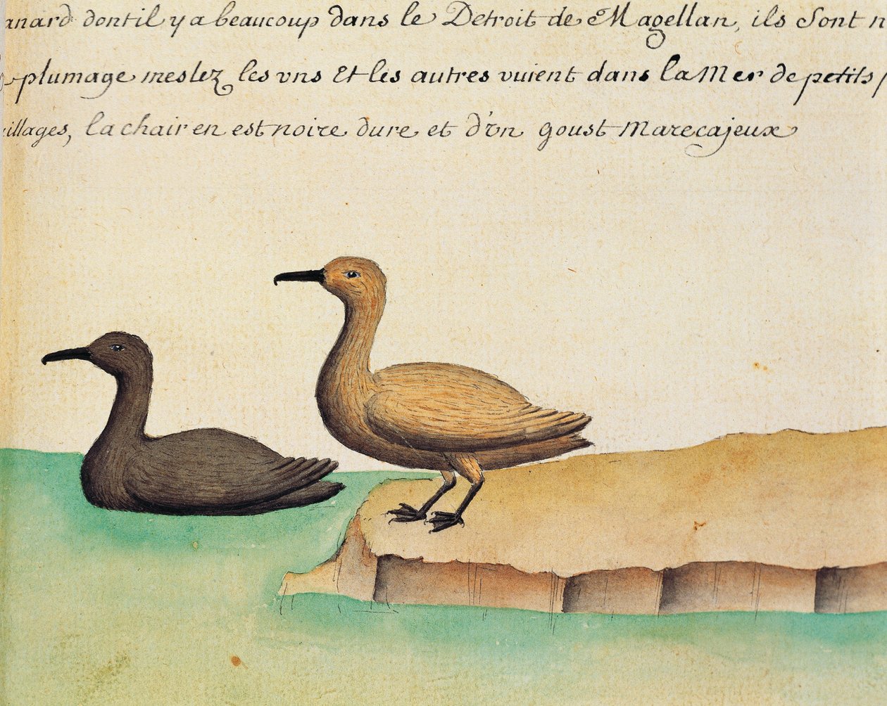Gäss, Magellansundet, akvarell från Jacques Gouin de Beauchesne (1652-1730), kapten på Compagnie royale de la Mer du Sud, 1698-1701, Frankrike av French School