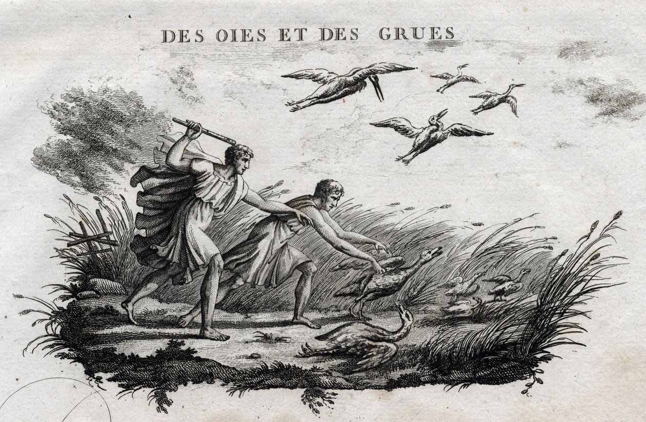 Gäss och tranor - Fable d