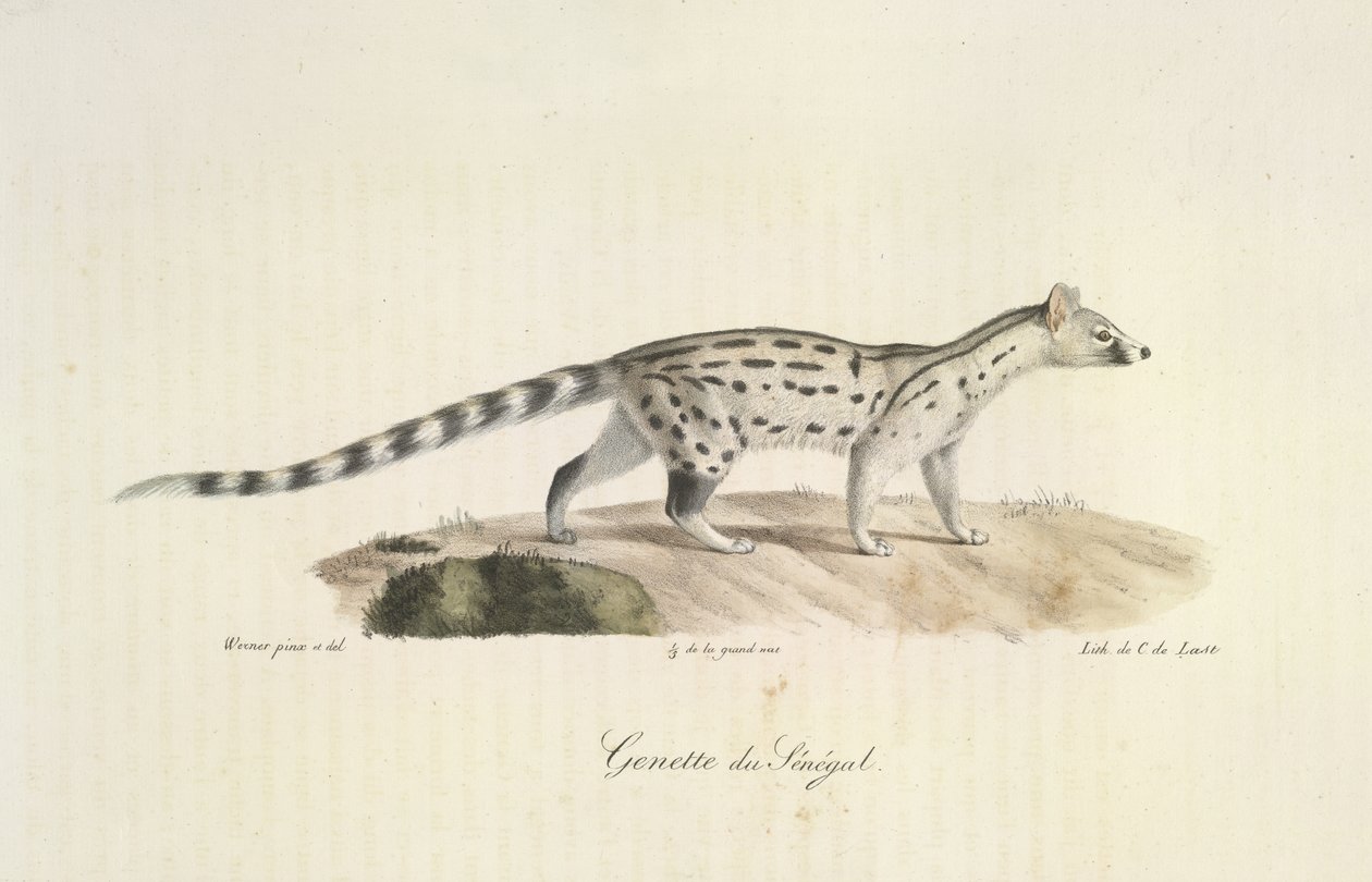 Senegal Genet, från Natural History of Mammals (färg litho) av French School