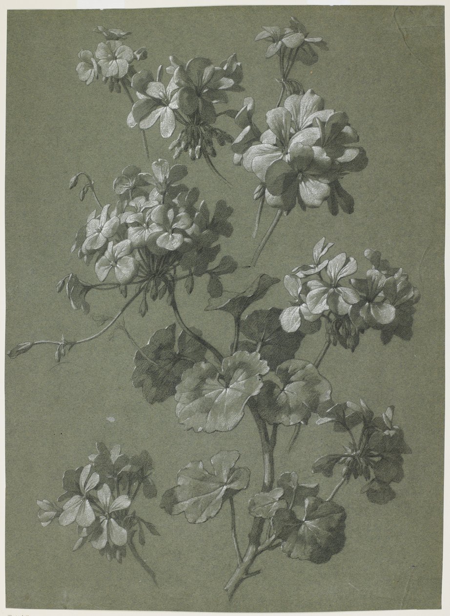 Pelargon (Pelargonium sp.), ca 1800 (kol & vit krita, grön väv) av French School