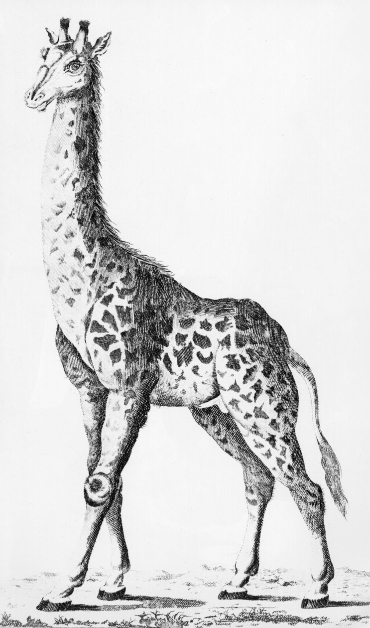 Giraffe som Mr Levaillant tog tillbaka när han reste i Afrika, illustration från Observations sur la Physique, sur lHistoire Naturelle et sur les Arts, dediees a Mgr. Greven av Artois, december 1789 av French School