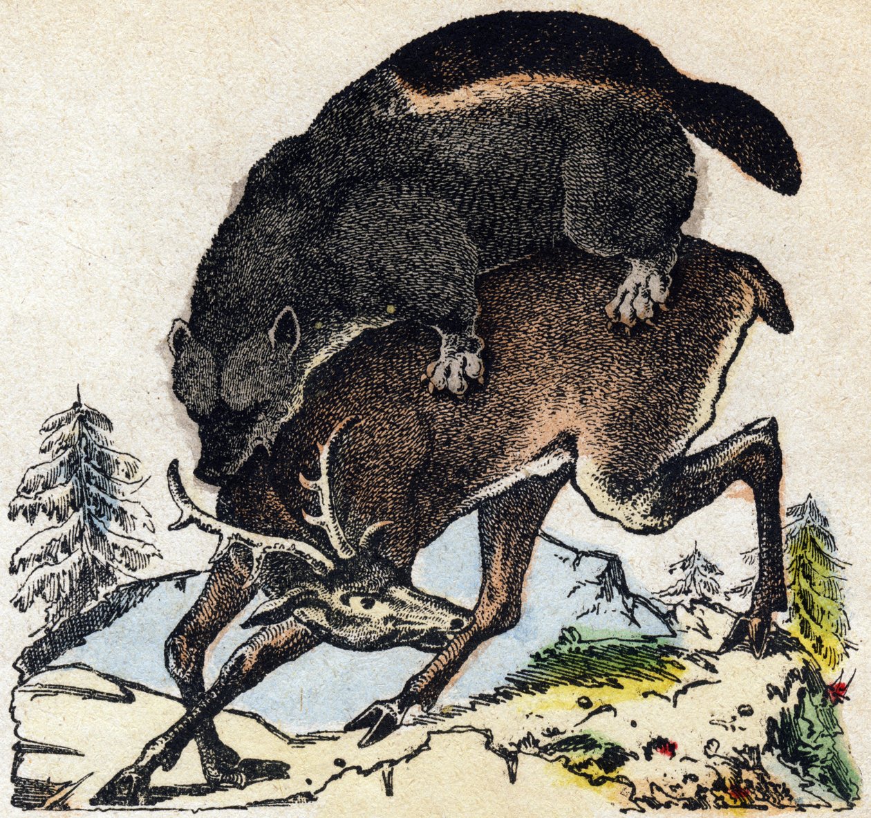 Frossare. Gravyr i "" Alphabet des animaux sauvages"". 9:e serien. Bildspråk av Epinal, Pellerin, tryckare-förlag, cirka 1870. Gravyrer på trä, stencilerade. 16 sidor. Mått: 20 x 15 cm. Privat samling av French School