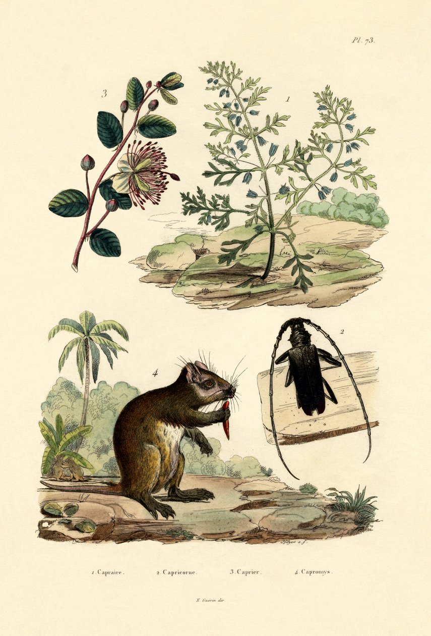 Getgräs, 1833-39 av French School