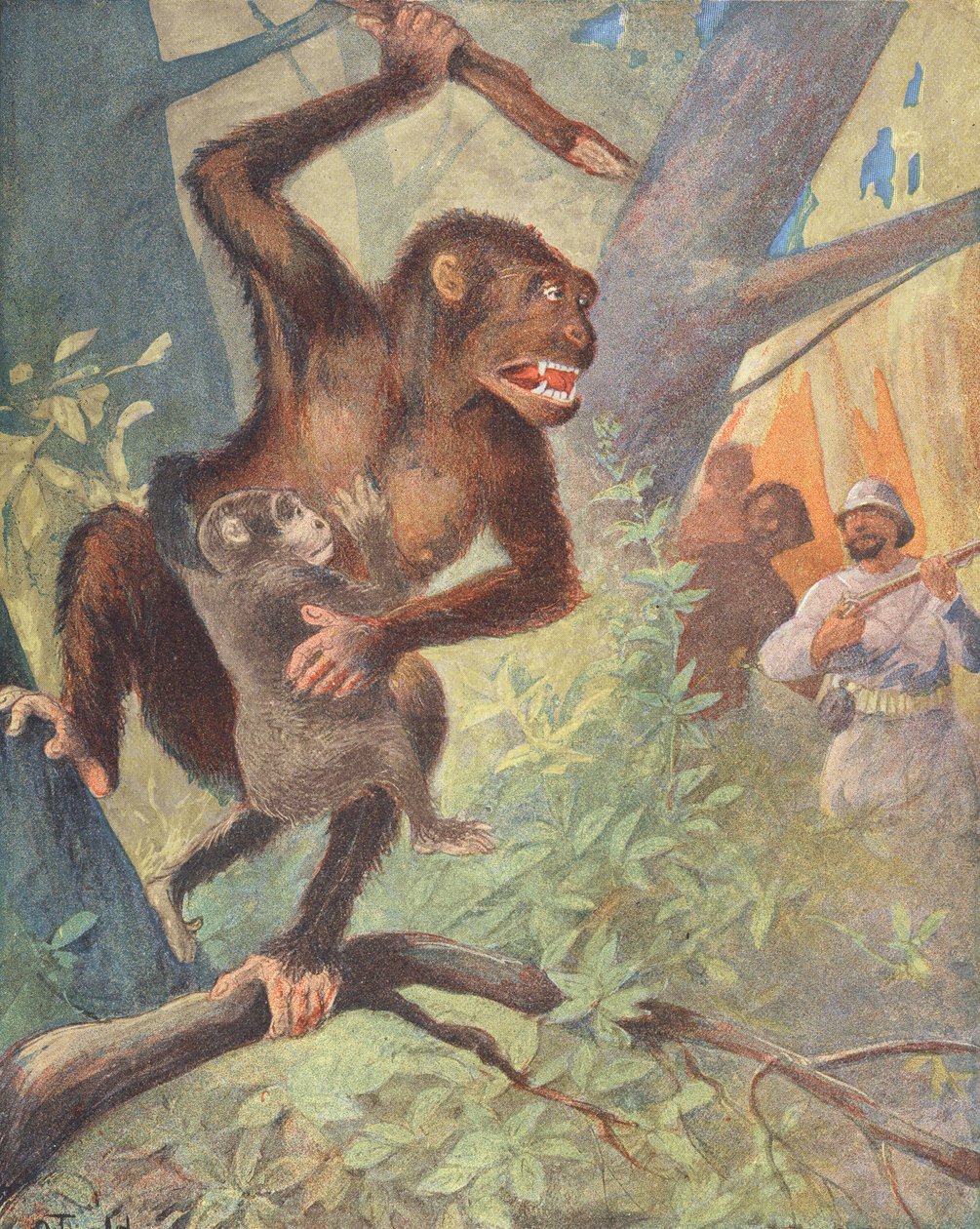 Gorillor (färglitografi) av French School