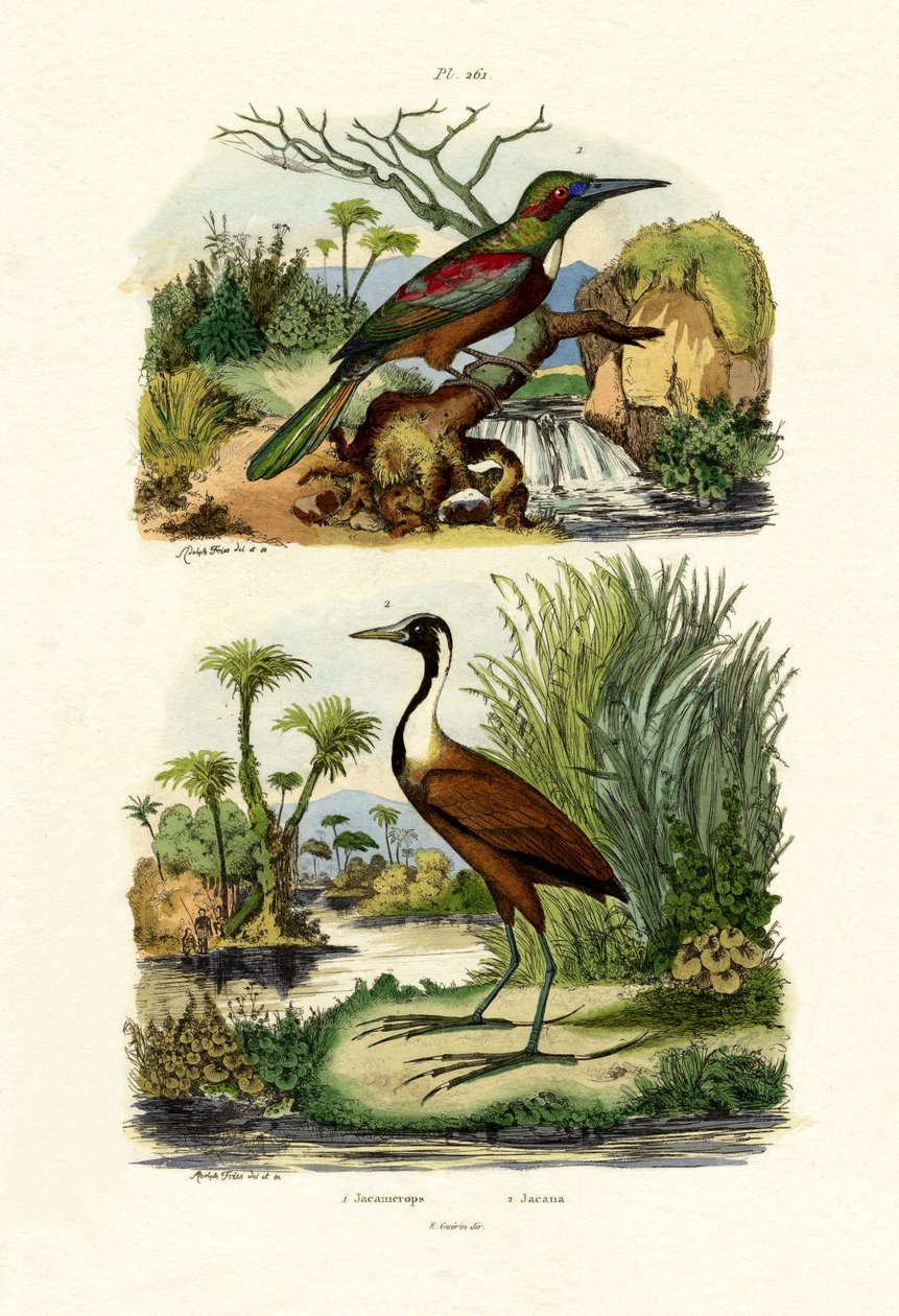 Stora Jacamar, 1833-39 av French School