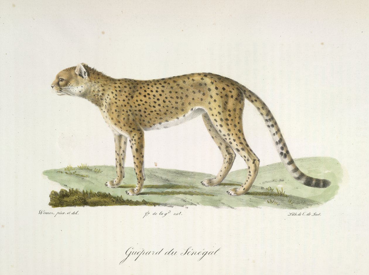 Senegal Cheetah, från Natural History of Mammals (färg litho) av French School