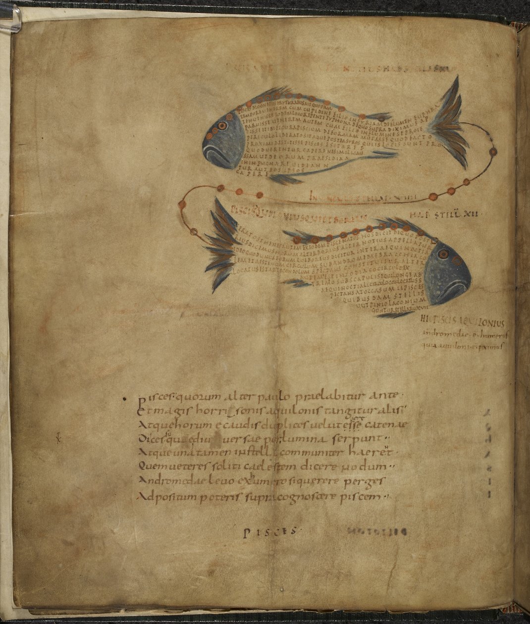 Harley 647, f.3v Illustration av konstellationen Fiskarna, från 