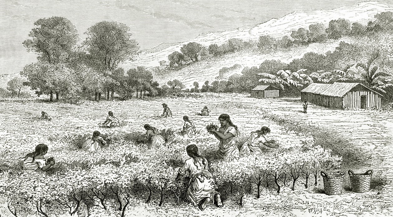 Harvest of Coca, Peru, illustration från Le Tour du Monde magazine, 1877 av French School