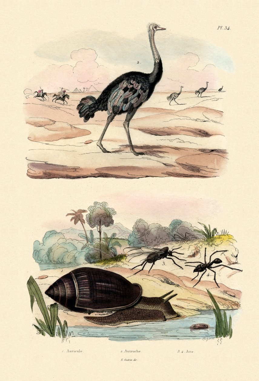 Häroldsnigel, 1833-39 av French School