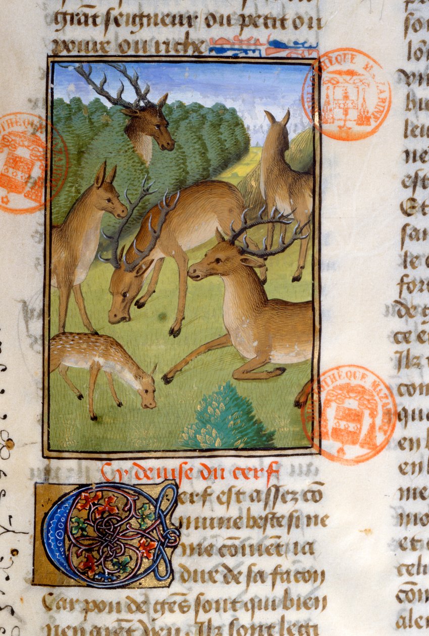 Flock rådjur, från Livre de la Chasse av Gaston Phebus de Foix (1331-91) av French School