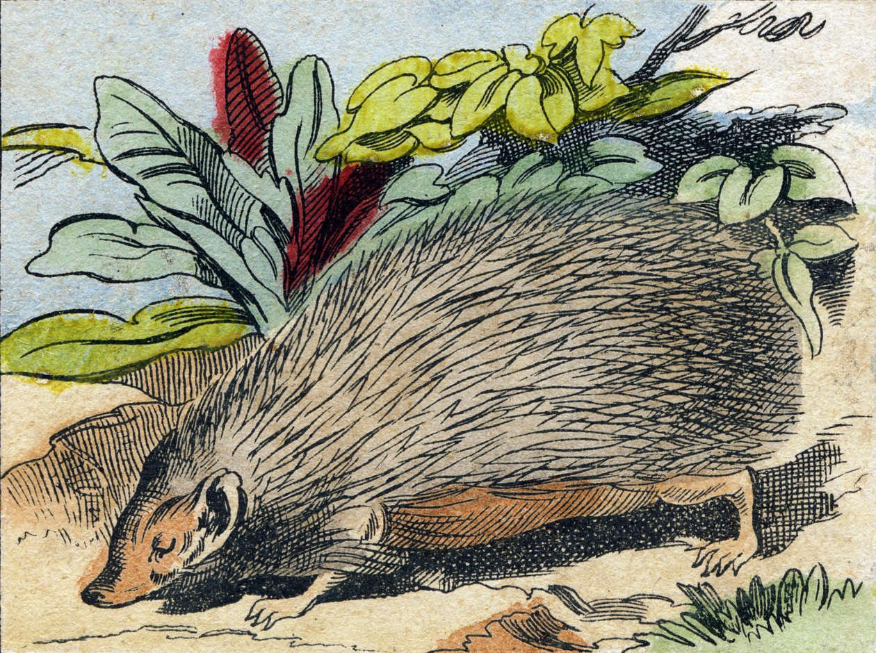 Herisson. Gravyr i "Buffon Alphabet des Animaux". 3:e serien N 1. Avbildning av Epinal, Epinal, sent 1800-tal. 16 sidor. Mått: 28x21cm av French School