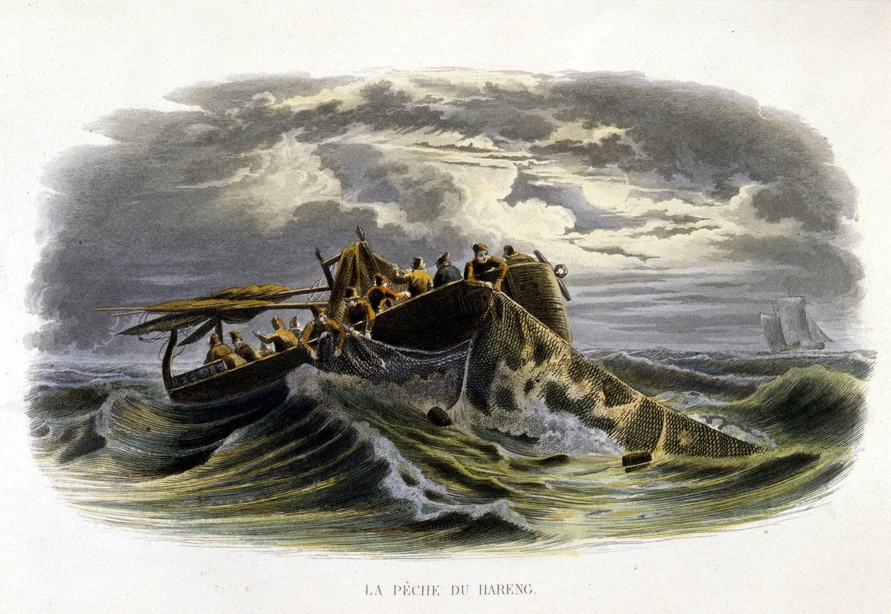 Sillfiske - i "Lacepèdes naturhistoria"" av French School
