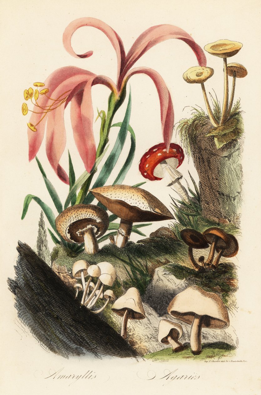 Hippeastrum-arter, flugsvamp, Amanita muscaria, Amanita caesarea, Caesars svamp, Amanita caesarea och andra svampar av French School