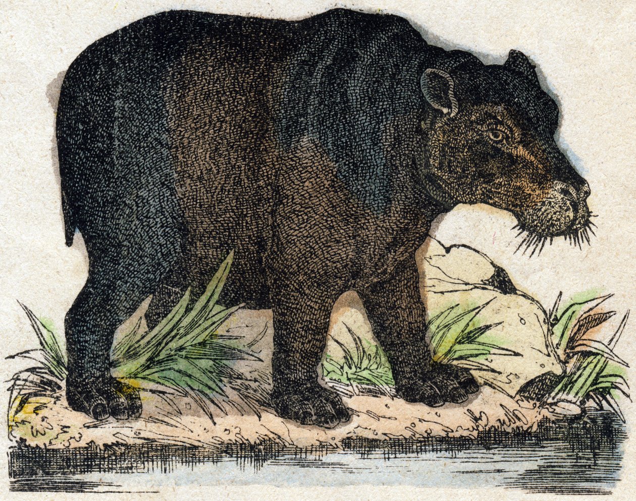 Flodhäst. Gravyr i "" Alphabet des animaux sauvages"". 9:e serien. Bildspråk av Epinal, Pellerin, tryckare-förlag, ca 1870. Gravyrer på trä, stencilerade. 16 sidor. Mått: 20 x 15 cm. Privat samling av French School