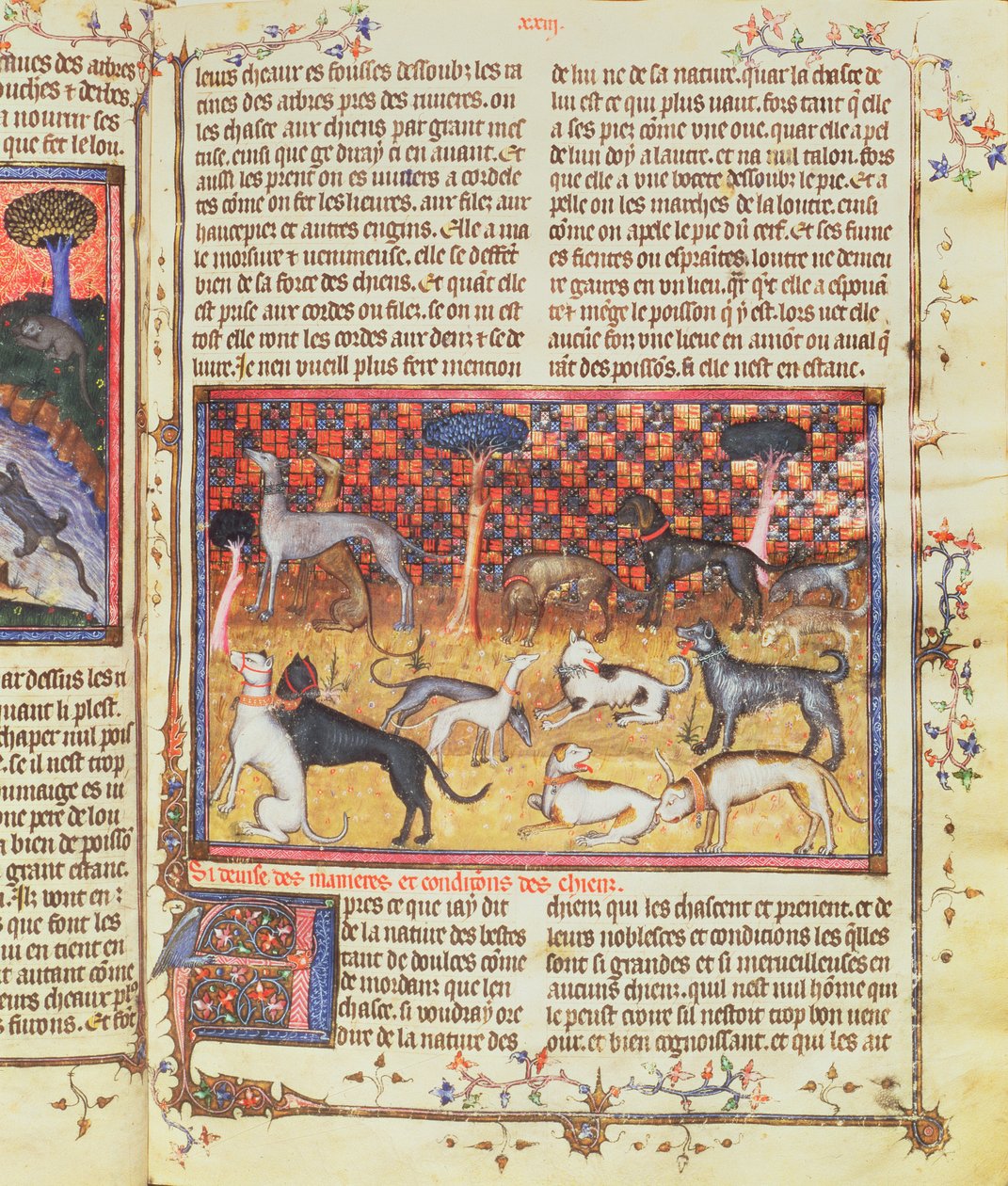 Jakthundar av Gaston III, greve av Foix Phebus jägaren (1331-91), från Livre de la Chasse, 1387-89 (gouache på pergament) av French School