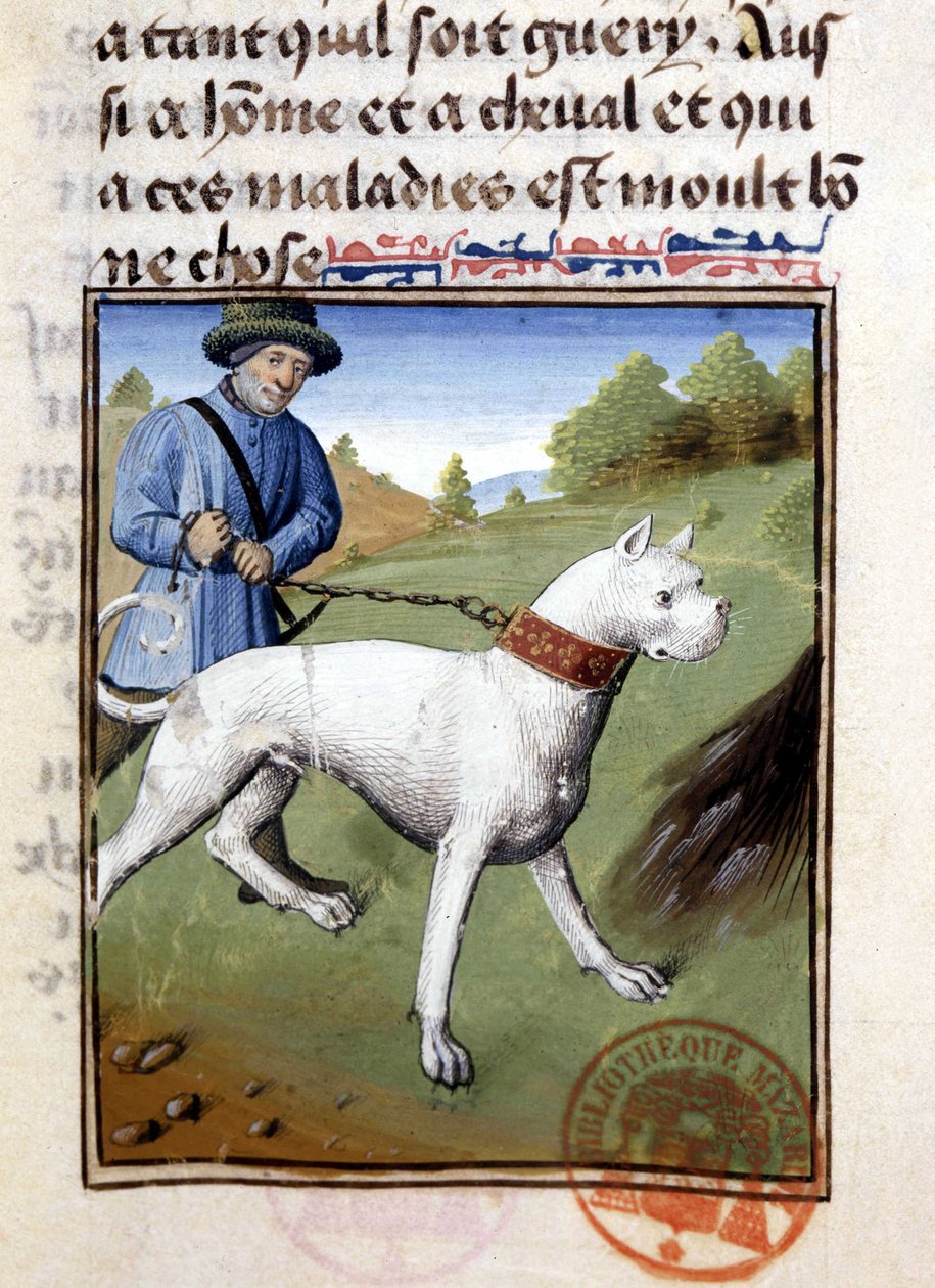 Jakthund hållen i koppel - i "" Jaktbok av Gaston Phoebus, greve av Foix, Lord of Béarn"" av French School
