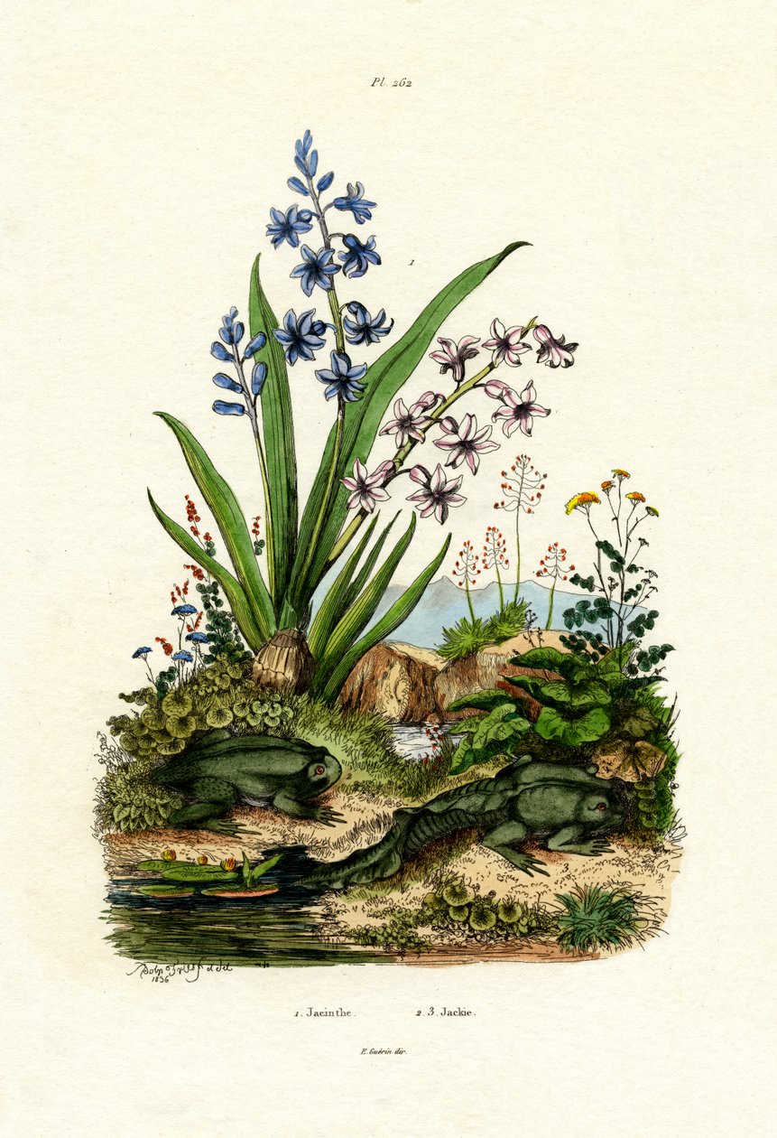 Hyacintblomma, 1833-39 av French School