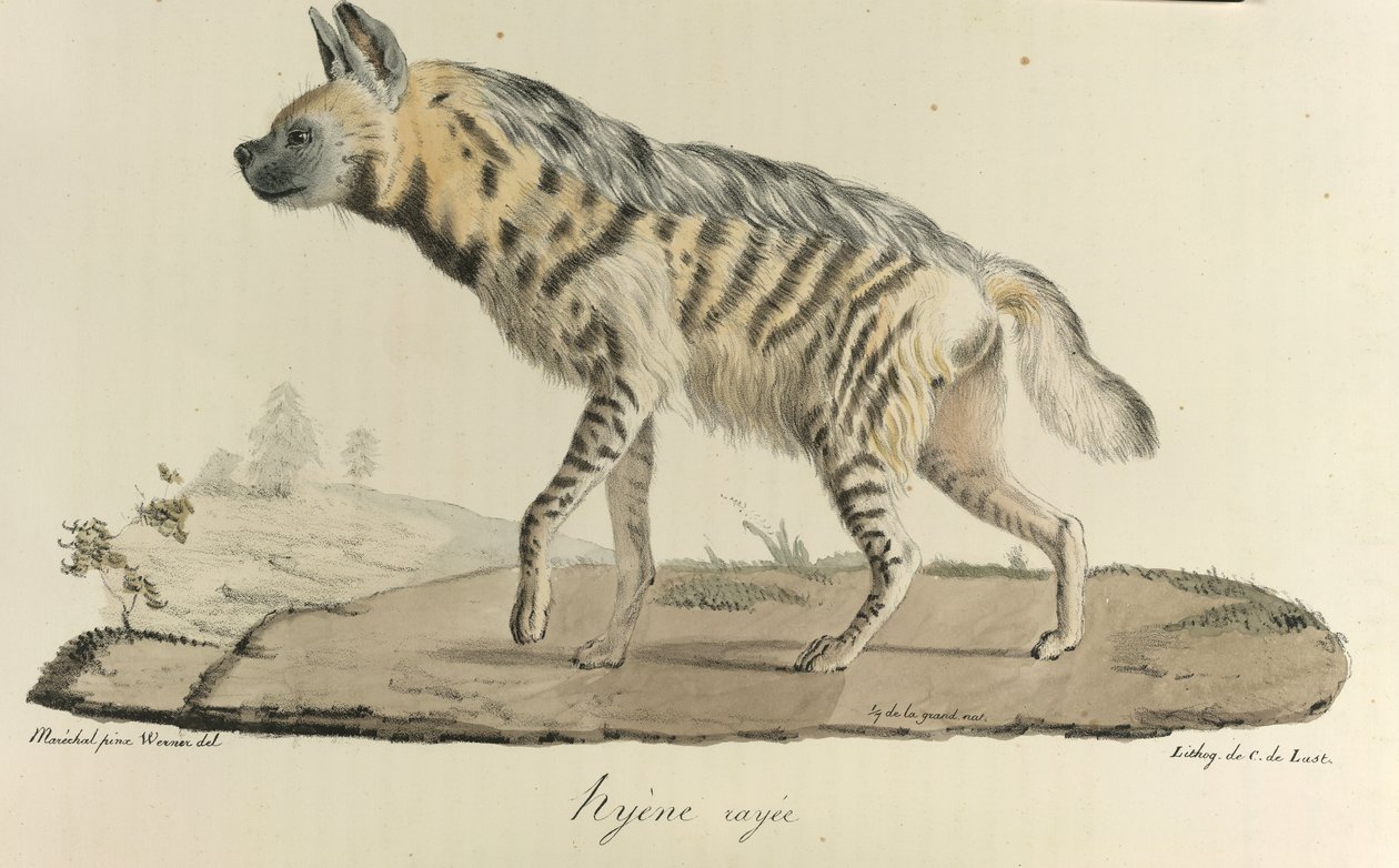 Hyena, en randig hyena, från Natural History of Mammals (färg litho) av French School