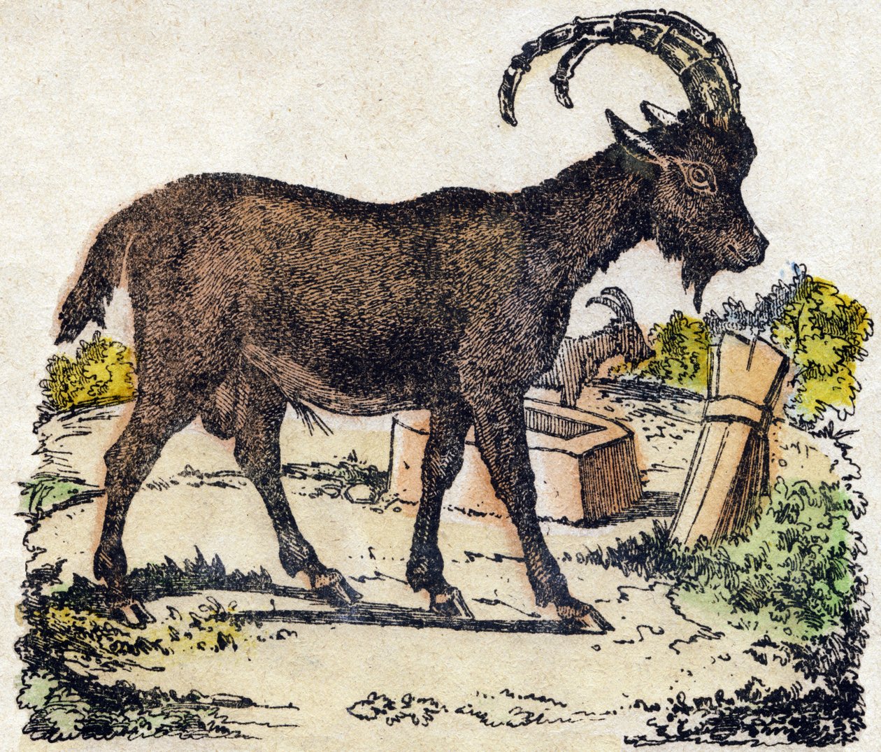 Stenbock. Gravyr i "" Alphabet des animaux sauvages"". 9:e serien. Bildspråk av Epinal, Pellerin, tryckare-förlag, cirka 1870. Gravyrer på trä, stencilerade. 16 sidor. Mått: 20 x 15 cm. Privat samling av French School