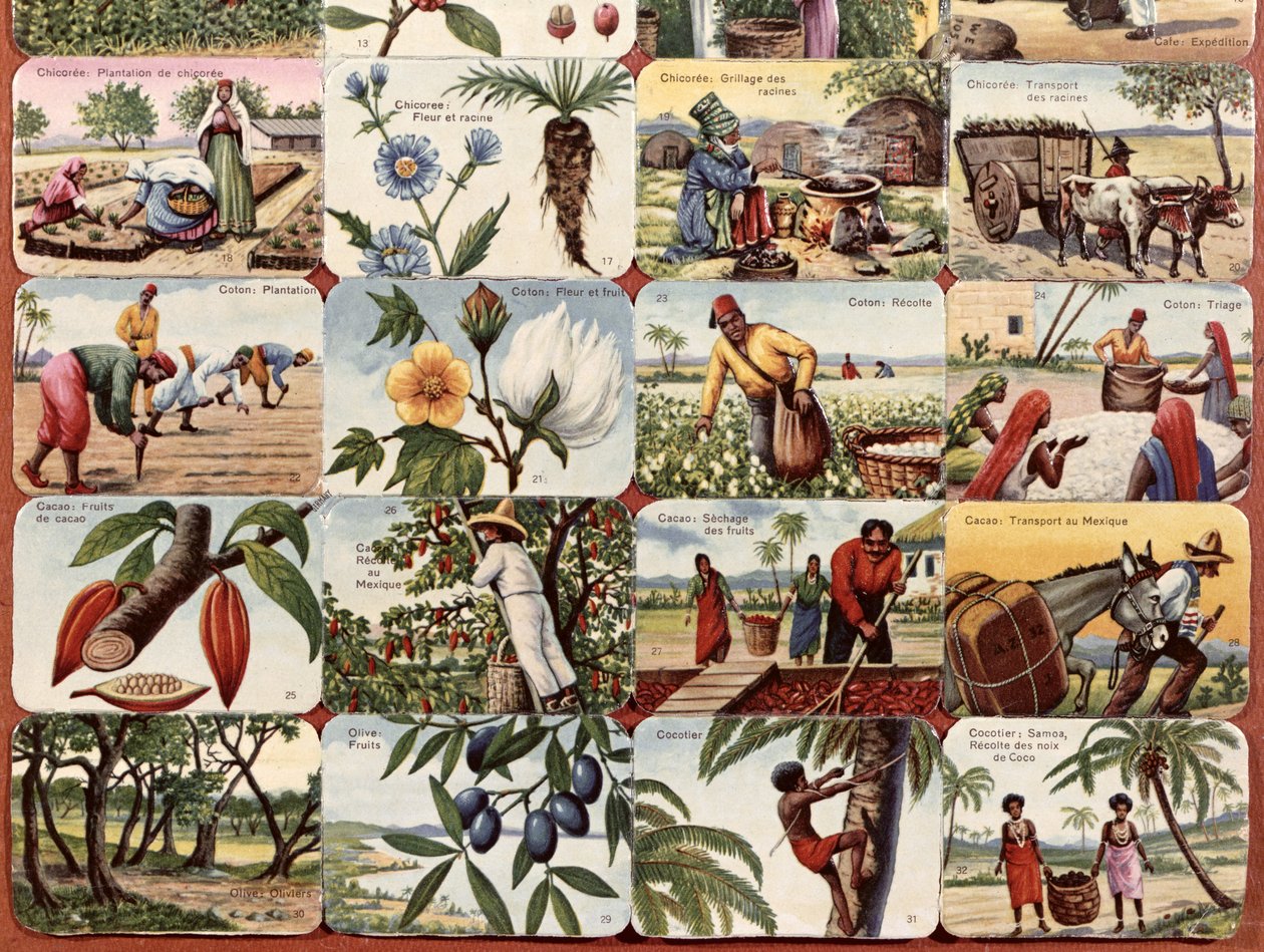 Illustration till en fransk skolbok av olika produkter från kolonierna, c.1920-30 av French School