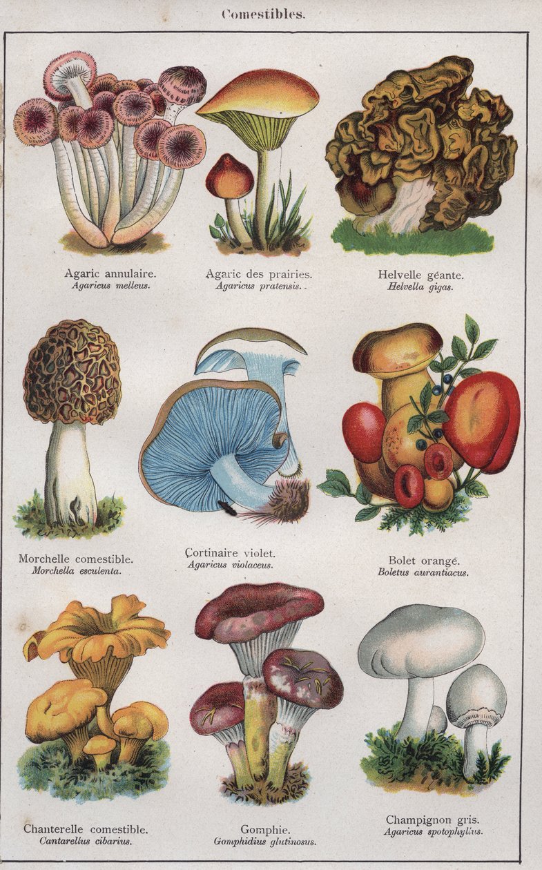 Illustration till "traite de medecine et d