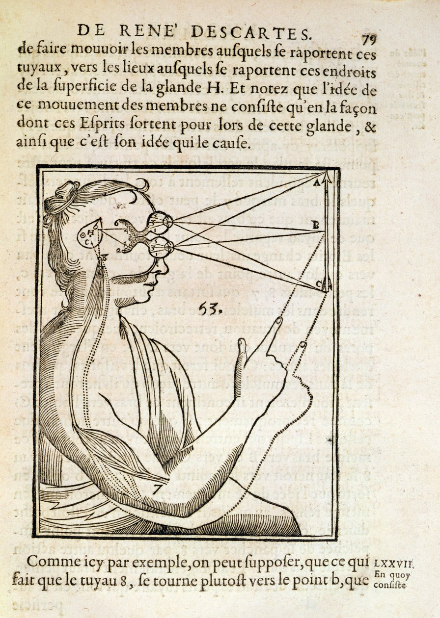 Illustration från De Homine Figuris av Rene Descartes (1596-1650) publicerad i Haag, 1662 av French School